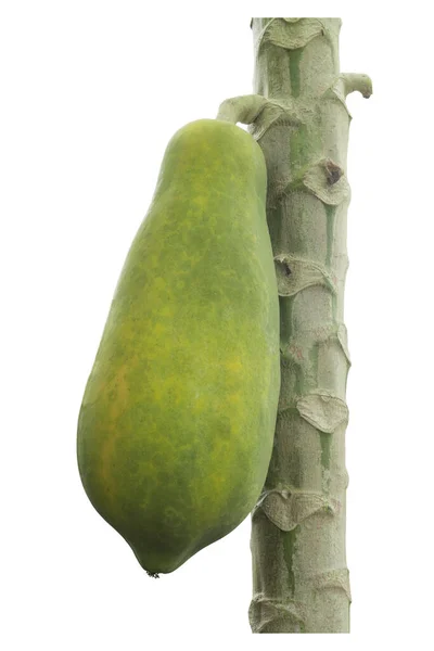 Green Papaya Separate Plant White Background Clipping Path Papaya Tree — Stockfoto