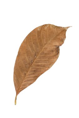 Beyaz arka planda kuru yapraklar var. Tropik kuru yapraklar.