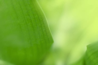 Bulanık yapraklar yaz yeşili yapraklar soyut duvar kağıdı arka planı olarak kullanılan doğal yeşil yaprak bitkisi