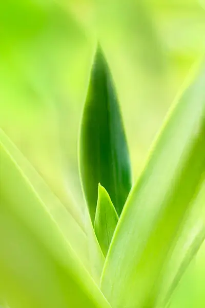 Elmosódott Levelek Természet Nyár Zöld Levelek Természetes Zöld Levél Növény — Stock Fotó
