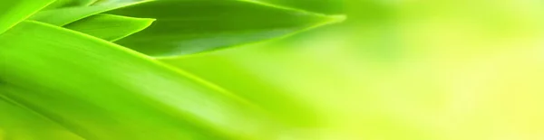 Elmosódott Levelek Természet Nyár Zöld Levelek Természetes Zöld Levél Növény — Stock Fotó