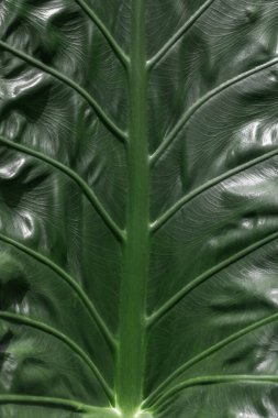 Yeşil yaprak dokusu tropikal doğa yaprağı deseni soyut arkaplan duvar kağıdı. Yeşil yapraklar.