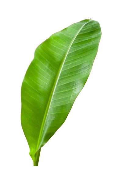 Банановые Листья Изолированы Белом Фоне Свежие Зеленые Банановые Листья — стоковое фото