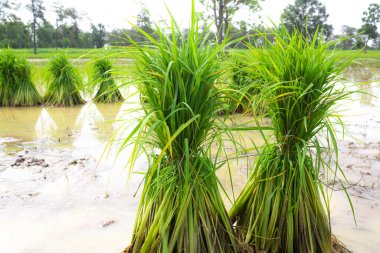 Pirinç fideleri ekilmek üzere tarlalara yerleştiriliyor. Binlerce mahsul