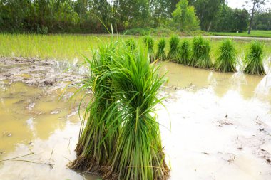 Pirinç fideleri ekilmek üzere tarlalara yerleştiriliyor. Binlerce mahsul