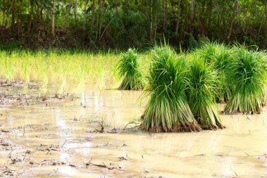 Pirinç fideleri ekilmek üzere tarlalara yerleştiriliyor. Binlerce mahsul