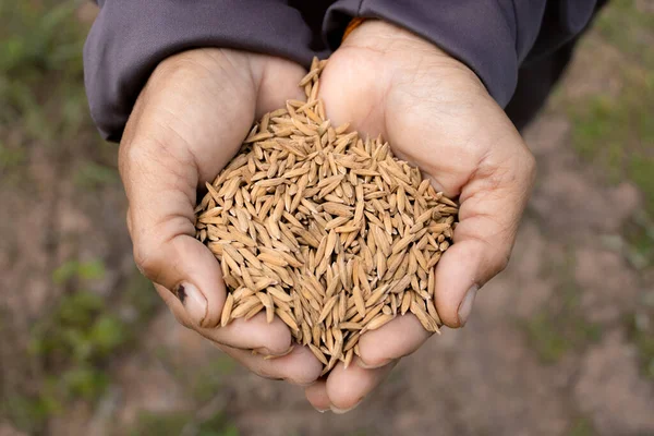 Tayland 'daki çiftçilerin elinde pirinç tohumları. Binlerce tohum ekin..