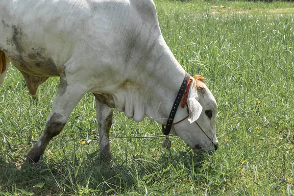 Witte Koeien Die Worden Geslacht Tropische Velden Koeien Eten Gras — Stockfoto