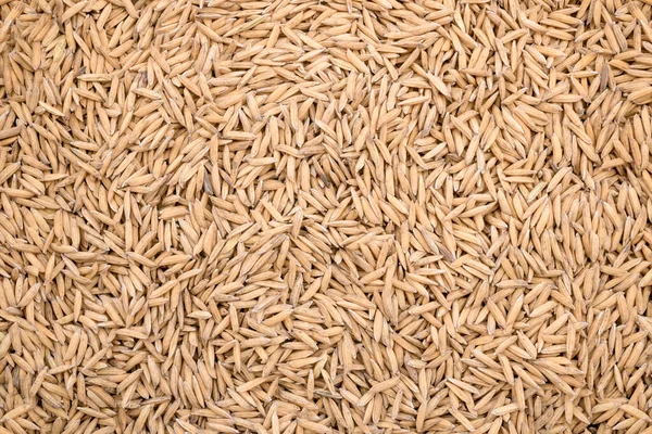 Dried rice grains, yellow grains, natural background, intertwined grains. Paddy