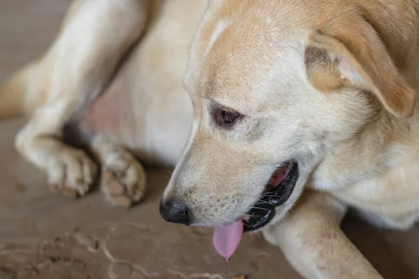 Kahverengi Köpek Yerde Üzgün Bir Yüz Ifadesi Yaptı Üzgün Köpek — Stok fotoğraf