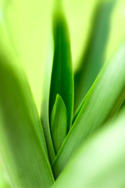 Bulanık yapraklar yaz yeşili yapraklar soyut duvar kağıdı arka planı olarak kullanılan doğal yeşil yaprak bitkisi