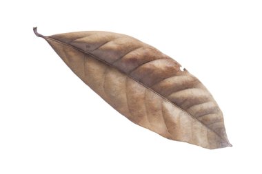 Beyaz arka planda kuru yapraklar var. Tropik kuru yapraklar. Kuru yapraklar.