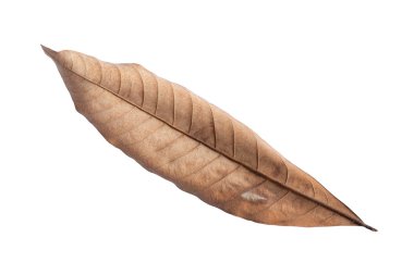 Beyaz arka planda kuru yapraklar var. Tropik kuru yapraklar. Kuru yapraklar.