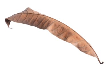 Beyaz arka planda kuru yapraklar var. Tropik kuru yapraklar. Kuru yapraklar.