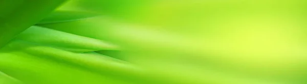 Розмите Листя Природа Літнього Зеленого Листя Рослина Натурального Зеленого Листя — стокове фото