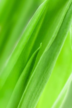 Bulanık yapraklar yaz yeşili yapraklar soyut duvar kağıdı arka planı olarak kullanılan doğal yeşil yaprak bitkisi