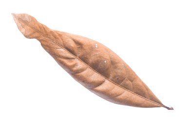 Beyaz arka planda kuru yapraklar var. Tropik kuru yapraklar. Kuru yapraklar.