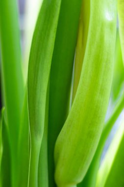 Bulanık yapraklar yaz yeşili yapraklar soyut duvar kağıdı arka planı olarak kullanılan doğal yeşil yaprak bitkisi