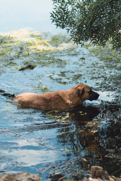 Nehirde ürperen bir köpek.