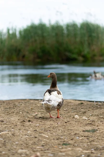 Ördekler nehirde dinleniyor