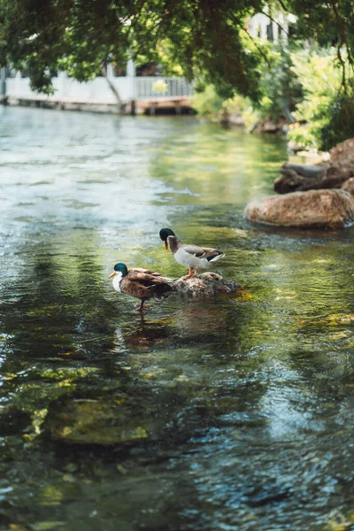 在河里休息的鸭子 — 图库照片