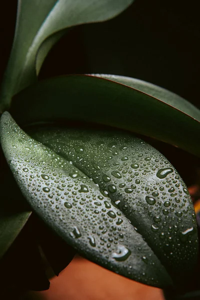 yaprak üzerinde Su damlacıkları