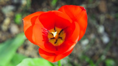İstanbul 'da bahar lale çiçeği