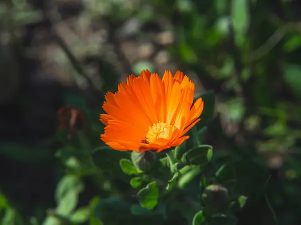 Turuncu bir papatya. Güneşli bir gün