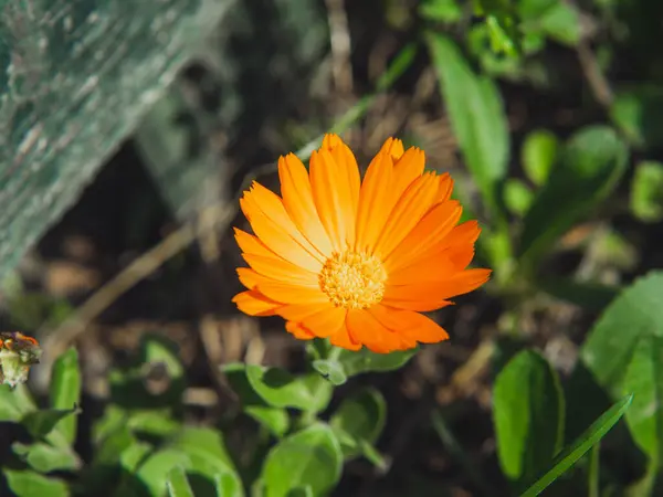 Turuncu bir papatya. Güneşli bir gün