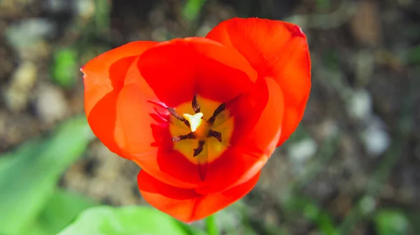 İstanbul 'da bahar lale çiçeği