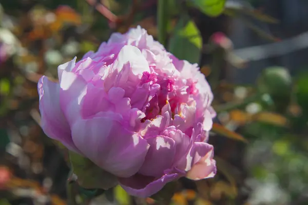 Şakayık çiçekli İstanbul bahar günleri