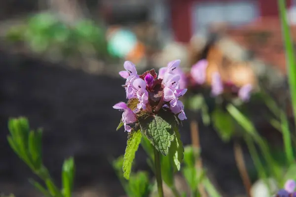 İlkbaharda bir leylak çiçeği açtı.