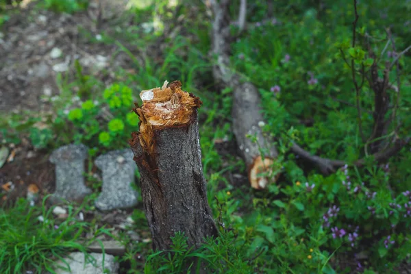 Kırık gövdeli yaşlı bir ağaç. solucan