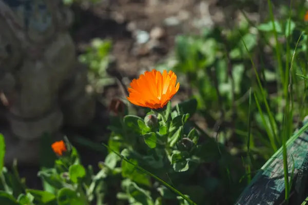 Turuncu bir papatya. Güneşli bir gün