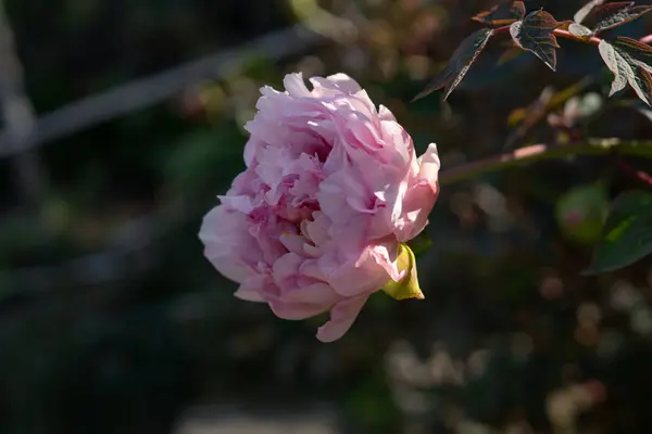 Piwonia Kwiat Stambuł Wiosenne Dni — Zdjęcie stockowe