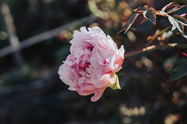 Şakayık çiçekli İstanbul bahar günleri