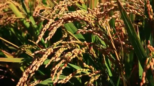 国内成熟的稻田 在风中摇曳 — 图库视频影像