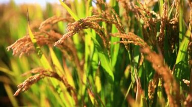 Olgun pirinç çiftliği, rüzgarda sallanan pirinç