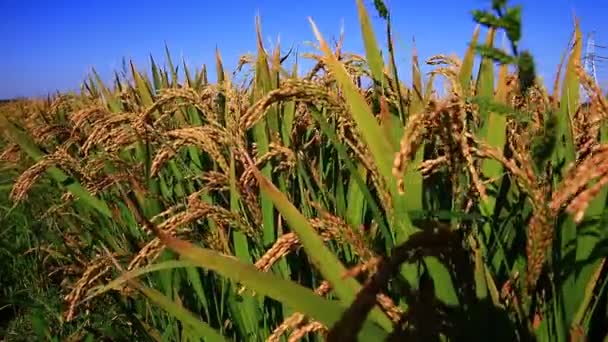 Pertanian Padi Negara Ini Beras Bergoyang Dalam Angin — Stok Video