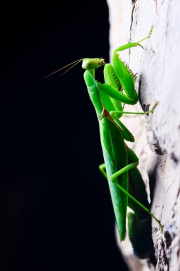 Hamile bir peygamber devesi yumurtluyor, yakın plan fotoğraflar.