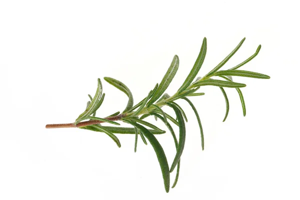 Rosemary Fresco Isolado Backgroun Branco — Fotografia de Stock