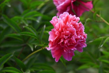 Çiçekli şakayık, çok güzel.