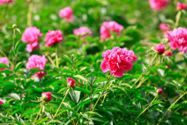 Çiçekli şakayık, çok güzel.