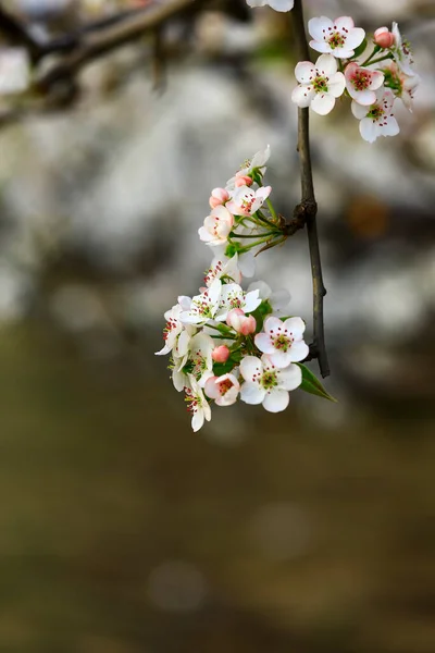 Flor Pera Floreciendo Muy Hermosa —  Fotos de Stock