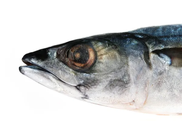 白い背景の魚 — ストック写真