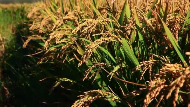 Olgun Pirinç Çiftliği Rüzgarda Sallanan Pirinç — Stok video