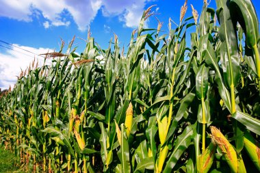Mısır tarlaları, hasat sahnesi.