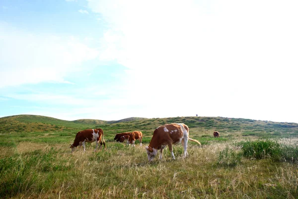 牛群正在草原上吃草 — 图库照片