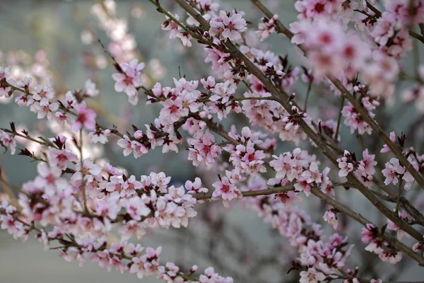 Voller Blüte Der Pfirsichblüte — Stockfoto