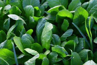 Tarlada Çin lahanası